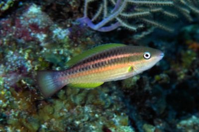 Princess parrotfish (initial phase)