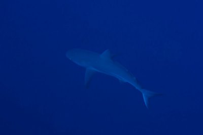 Reef shark