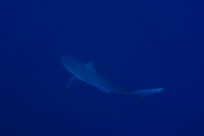 Reef shark