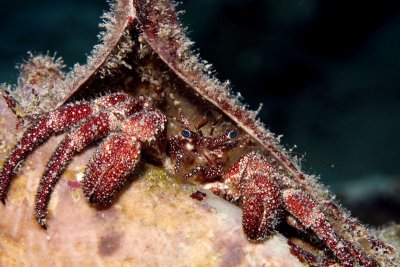 White speckled hermit crab