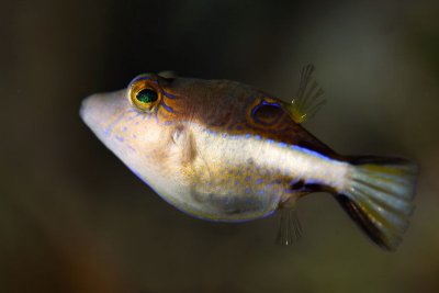 Sharpnose puffer
