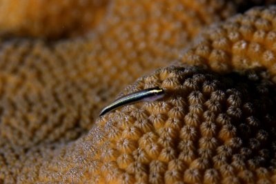 Cleaning goby on star coral