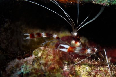 Banded  cleaner shrimp