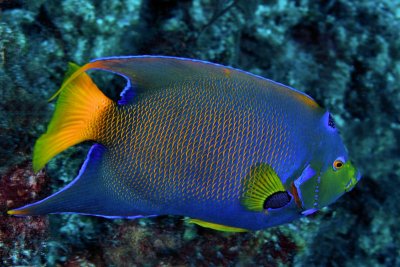 Queen angelfish