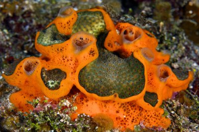 Orange icing sponge on coral