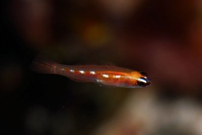 Masked glass goby