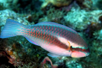 Princess parrotfish