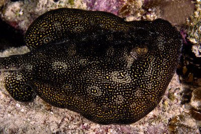 Yellow stingray