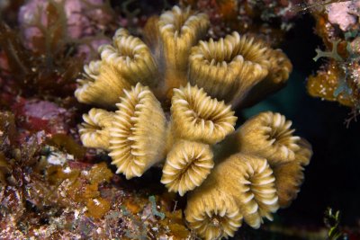 Elongated flower coral