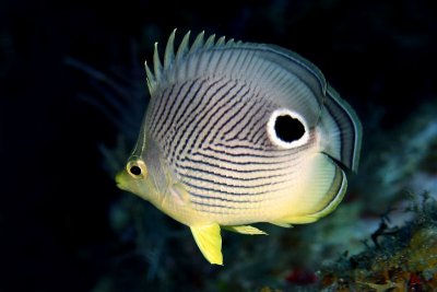 Four-eye butterflyfish