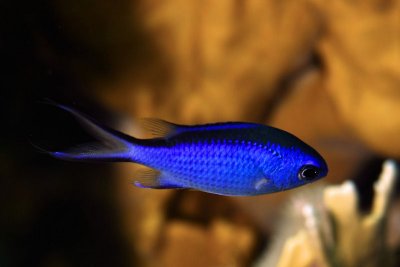 Blue chromis
