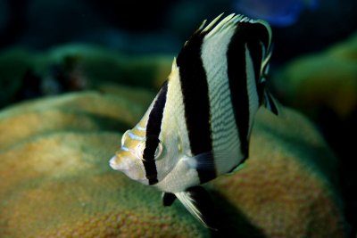 Banded butterflyfish