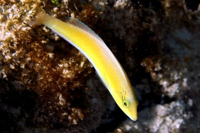 Juvenile yellowhead wrasse