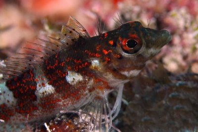Saddled blenny