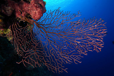 Deep water sea fan
