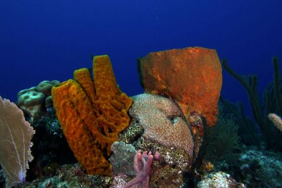 Tube and barrel sponges