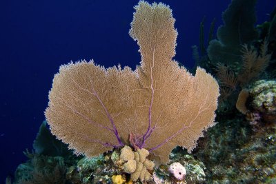 Purple sea fan