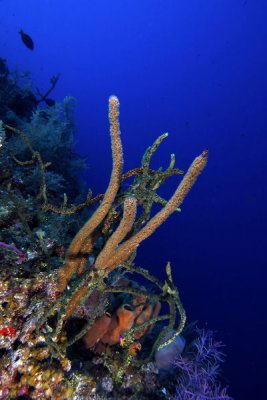 Rope sponges