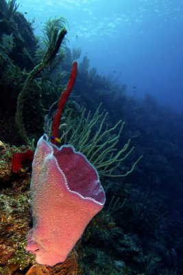 Purple vase sponge