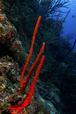 Red rope sponge