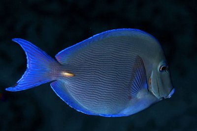 Blue tang (adult phase)