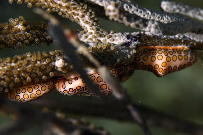 Three flamingo tongue snails on sea rod coral