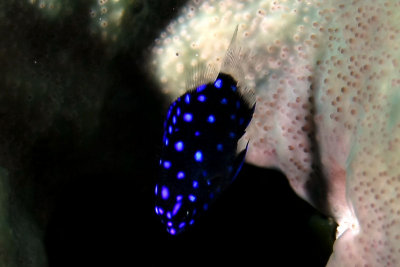 Juvenile yellowtail damselfish