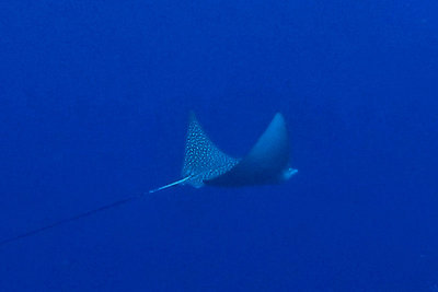 Spotted eagle ray