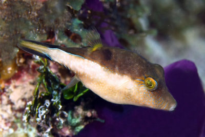 Sharp-nose puffer