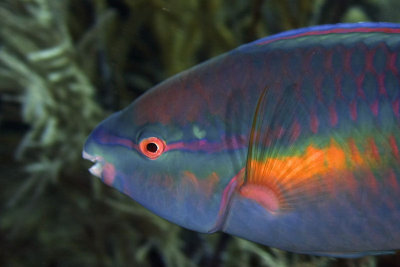 Princess parrotfish