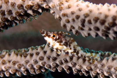 Slender filefish in sea rod coral