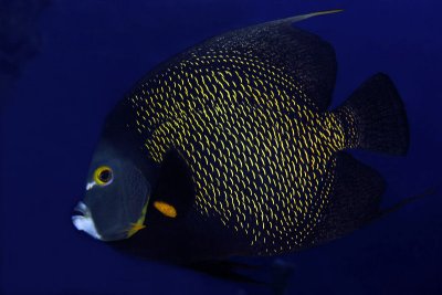 French angelfish