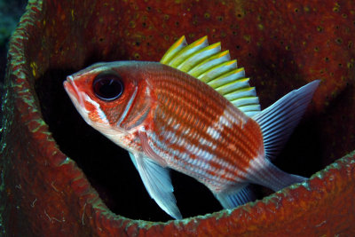 Squirrelfish in barrel sponge