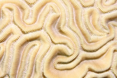 Brain coral detail