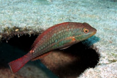 Red-banded parrotfish on wreck