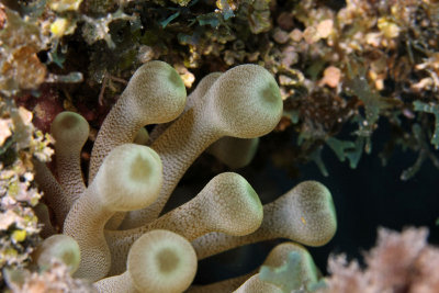 Anemone detail