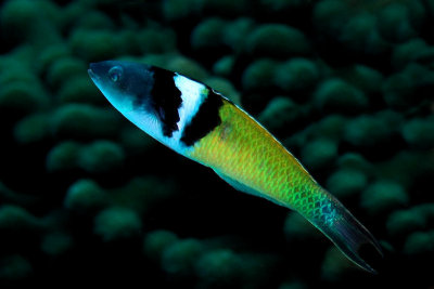 Bluehead wrasse