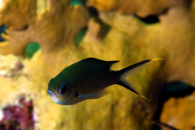 Brown chromis