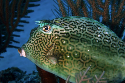 Scrawled cowfish - golden/brown