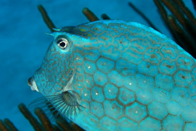 Scrawled cowfish - changing to blue color