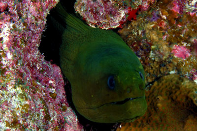 Green moray eel