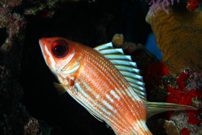 Squirrelfish