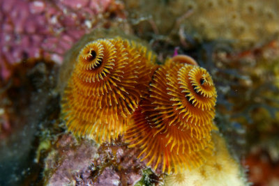 Christmastree worm