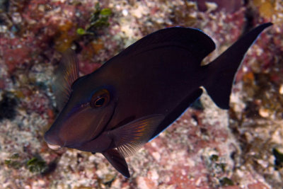 Tang (adult)