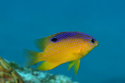 Juvenile longtail damselfish