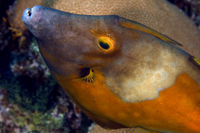 White-spotted filefish