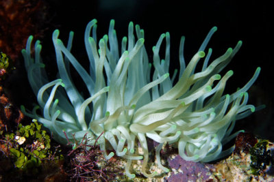 Yellow anemone