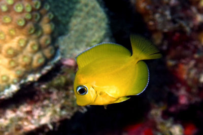 Juvenille tang (yellow phase)