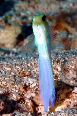 Yellow-head jawfish