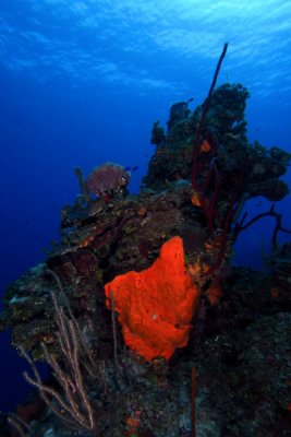 Orange elephant ear sponge on coral head